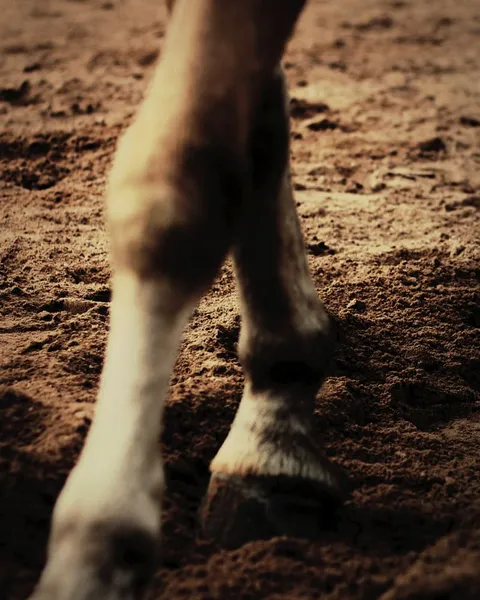 A horse's legs stepping through soft sand