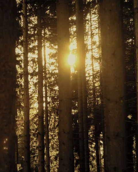 Low sun between tall pine trunks