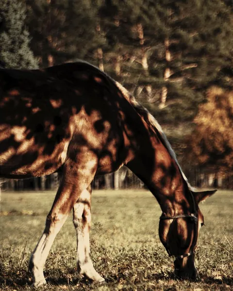 A chestnut horse grazing in dappled low sun, pines behind it