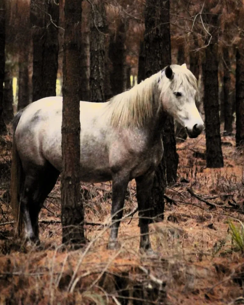 A grey horse standing among pine trunks on pine straw