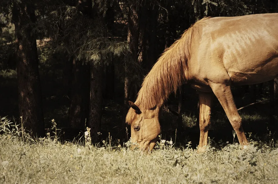 A chestnut horse grazing at the edge of a pine wood