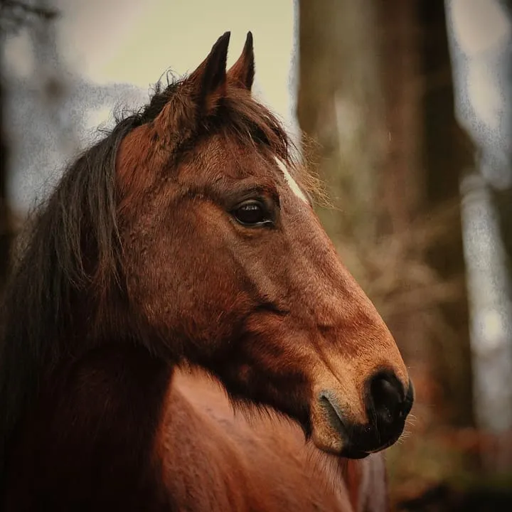 A bay horse among pine trunks, looking to one side