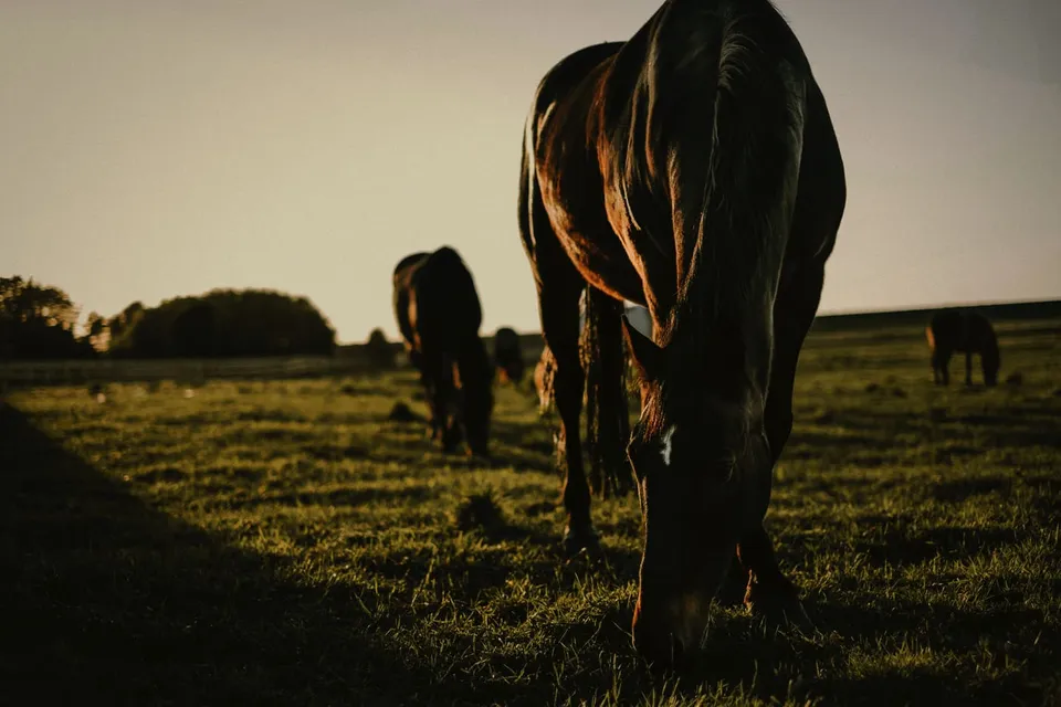 A dark horse grazing close in low evening light, other horses on the grass behind it