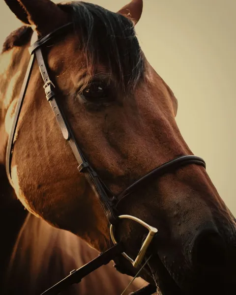 A bay horse in a bridle, lit by low sun