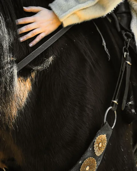 A rider's hand resting on a dark horse's mane, the rein across its neck
