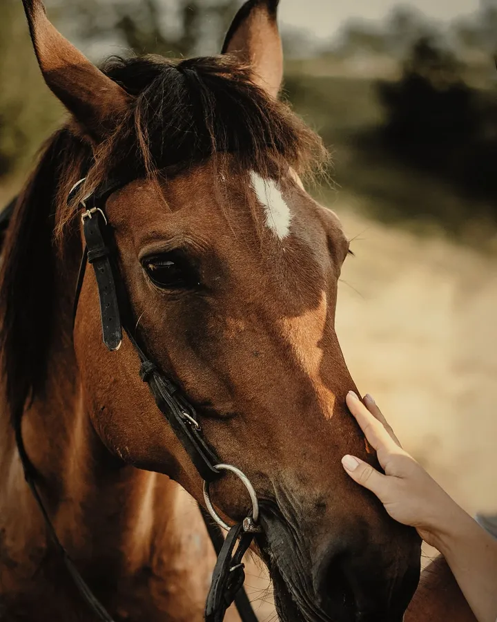 A hand resting on the nose of a brown horse in a bridle